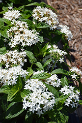 BeeBright White Star Flower (Pentas lanceolata 'BeeBright White') at Stonegate Gardens