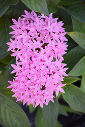 HoneyCluster Pink Star Flower (Pentas lanceolata 'Honey Cluster Pink') at Stonegate Gardens