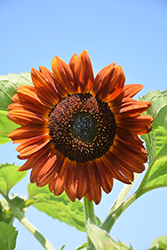 Velvet Queen Sunflower (Helianthus annuus 'Velvet Queen') at Stonegate Gardens