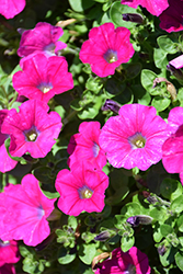 Veranda Magenta Petunia (Petunia 'Veranda Magenta') at Stonegate Gardens