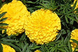 Moonstruck Yellow Marigold (Tagetes erecta 'Moonstruck Yellow') at Stonegate Gardens