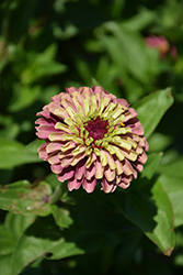 Queen Red Lime Zinnia (Zinnia 'Queen Red Lime') at Stonegate Gardens