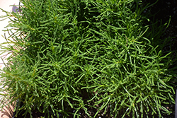 Zest Kalamata Santolina (Santolina rosmarinifolia 'Zest Kalamata') at Stonegate Gardens
