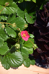 Berries Galore Rose Strawberry (Fragaria ananassa 'Rose Strawberry') at Lakeshore Garden Centres