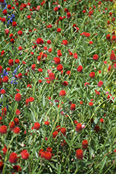 Budacious Radiant Red Gomphrena (Gomphrena 'Budacious Radiant Red') at Stonegate Gardens