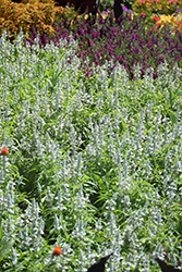 Mannequin Snow Mountain Salvia (Salvia farinacea 'Mannequin Snow Mountain') at Lakeshore Garden Centres