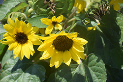 Sunsation Yellow Sunflower (Helianthus annuus 'Sunsation Yellow') at Stonegate Gardens