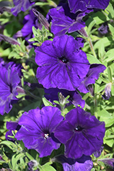 Perfectunia Blue Petunia (Petunia 'Perfectunia Blue') at Stonegate Gardens