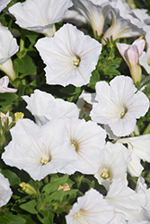Fortunia White Petunia (Petunia 'Fortunia White') at Wallitsch Nursery And Garden Center