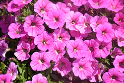 Fortunia Early Pink Petunia (Petunia 'Fortunia Early Pink') at Stonegate Gardens