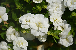 MiniFamous Double Compact White Calibrachoa (Calibrachoa 'MiniFamous Double Compact White') at Stonegate Gardens