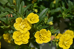 MiniFamous Double Deep Yellow Calibrachoa (Calibrachoa 'MiniFamous Double Deep Yellow') at Stonegate Gardens