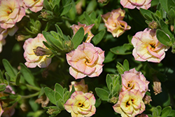 MiniFamous Double Compact Rose Chai Calibrachoa (Calibrachoa 'KLECA11226') at Stonegate Gardens