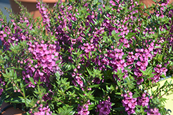 Statuesque Blue Angelonia (Angelonia angustifolia 'Statuesque Pink') at Stonegate Gardens