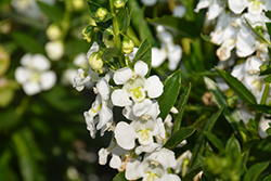 Statuesque White Angelonia (Angelonia angustifolia 'Statuesque White') at Stonegate Gardens