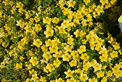 Catwalk Perfect Yellow Calibrachoa (Calibrachoa 'Catwalk Perfect Yellow') at Stonegate Gardens