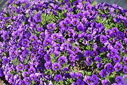 Catwalk Perfect Purple Calibrachoa (Calibrachoa 'Catwalk Perfect Purple') at Stonegate Gardens