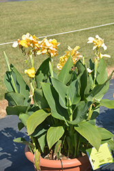 Cannova Yellow Canna (Canna 'Cannova Yellow') at Lakeshore Garden Centres