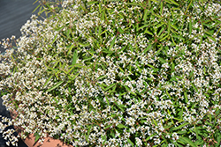 Bling White Princess Euphorbia (Euphorbia 'Bling White Princess') at Stonegate Gardens