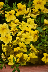 Kabloom Yellow Calibrachoa (Calibrachoa 'PAS1020308') at Stonegate Gardens