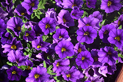 Lindura Purple Calibrachoa (Calibrachoa 'Lindura Purple') at Stonegate Gardens