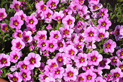 Aloha Tiki Soft Pink Calibrachoa (Calibrachoa 'Aloha Tiki Soft Pink') at Stonegate Gardens
