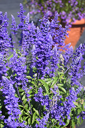 Mannequin Blue Mountain Salvia (Salvia farinacea 'Mannequin Blue Mountain') at Stonegate Gardens