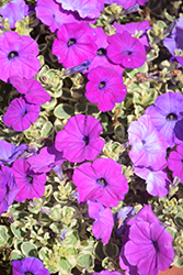 Glamouflage Grape Petunia (Petunia 'Glamouflage Grape') at Lakeshore Garden Centres