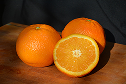 Navel Orange (Citrus sinensis 'Navel') at Stonegate Gardens