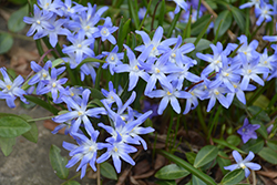 Glory of the Snow (Chionodoxa luciliae) at A Very Successful Garden Center