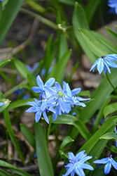 Lesser Glory of the Snow (Chionodoxa sardensis) at Stonegate Gardens