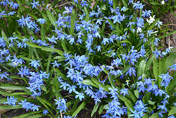 Lesser Glory of the Snow (Chionodoxa sardensis) at Stonegate Gardens
