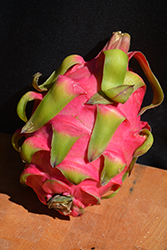 American Beauty Dragon Fruit (Hylocereus 'American Beauty') at A Very Successful Garden Center