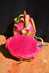 American Beauty Dragon Fruit (Hylocereus 'American Beauty') at A Very Successful Garden Center