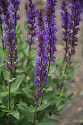 Caradonna Sage (Salvia nemorosa 'Caradonna') at Lakeshore Garden Centres