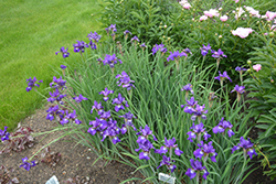 Ruffled Velvet Iris (Iris sibirica 'Ruffled Velvet') at Stonegate Gardens