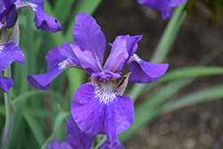 Ruffled Velvet Iris (Iris sibirica 'Ruffled Velvet') at A Very Successful Garden Center