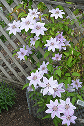 Nelly Moser Clematis (Clematis 'Nelly Moser') at Stonegate Gardens