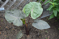 Distant Memory Elephant Ear (Colocasia 'Distant Memory') at Stonegate Gardens