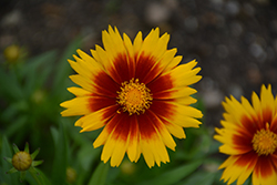 UpTick Gold and Bronze Tickseed (Coreopsis 'Baluptgonz') at Lakeshore Garden Centres
