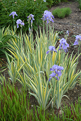 Silver-variegated Sweet Iris (Iris pallida 'Argentea Variegata') at Stonegate Gardens