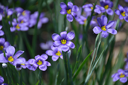 Lucerne Blue-Eyed Grass (Sisyrinchium angustifolium 'Lucerne') at Lakeshore Garden Centres