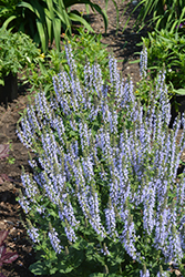 Color Spires Crystal Blue Sage (Salvia nemorosa 'Crystal Blue') at Lakeshore Garden Centres