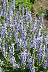 Color Spires Crystal Blue Sage (Salvia nemorosa 'Crystal Blue') at Lakeshore Garden Centres
