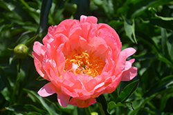 Coral Sunset Peony (Paeonia 'Coral Sunset') at The Mustard Seed