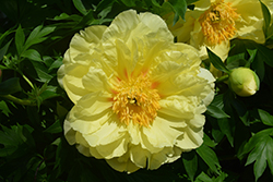 Sequestered Sunshine Peony (Paeonia 'Sequestered Sunshine') at A Very Successful Garden Center