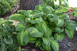 Cathedral Windows Hosta (Hosta 'Cathedral Windows') at Stonegate Gardens