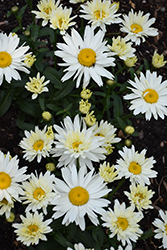 Cream Puff Shasta Daisy (Leucanthemum x superbum 'Cream Puff') at Stonegate Gardens
