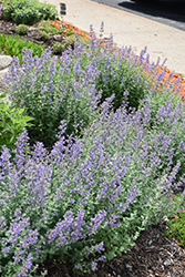 Purrsian Blue Catmint (Nepeta x faassenii 'Purrsian Blue') at Lakeshore Garden Centres