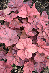 Lava Lamp Coral Bells (Heuchera 'Lava Lamp') at Lakeshore Garden Centres